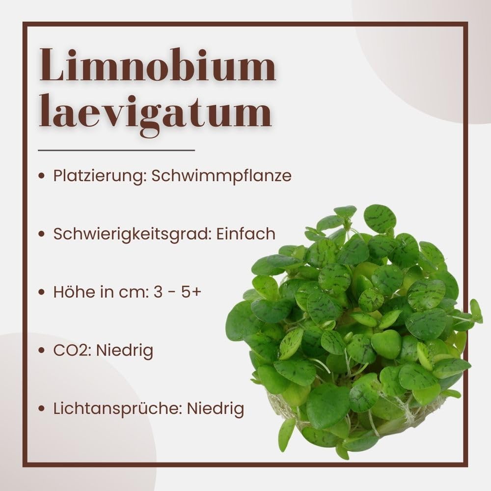AquaOne Plante d'aquarium in vitro Limnobium laevigatum Plante aquatique 1-2 graines. Plante d'aquarium Tasse Laboratoire Plantes d'aquarium Décoration Aquascaping