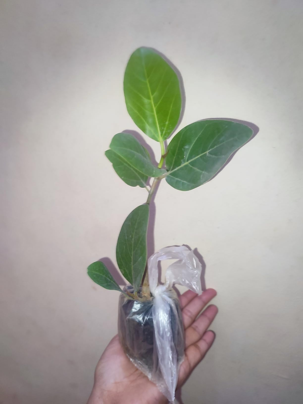 Zixam Live Banyan Tree - Ficus Benghalensis, Wadh, Bargad Tree : Amazon ...