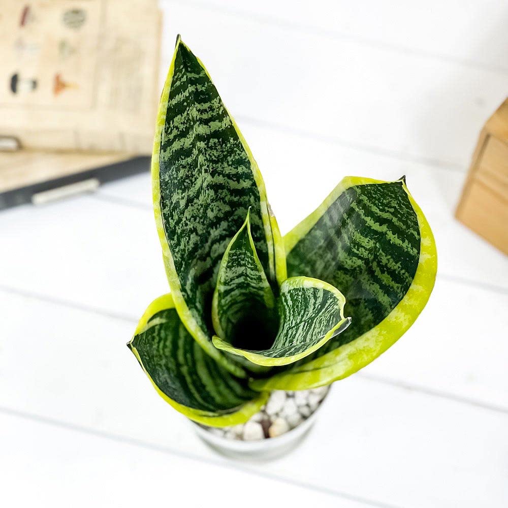 Amazon｜PLANCHU 観葉植物 サンセベリア スパーバ 4号鉢 受け皿付き