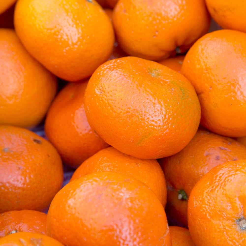 Amazon.com : Satsuma Mandarin Fruit Tree Plant, 2 to 3 Ft