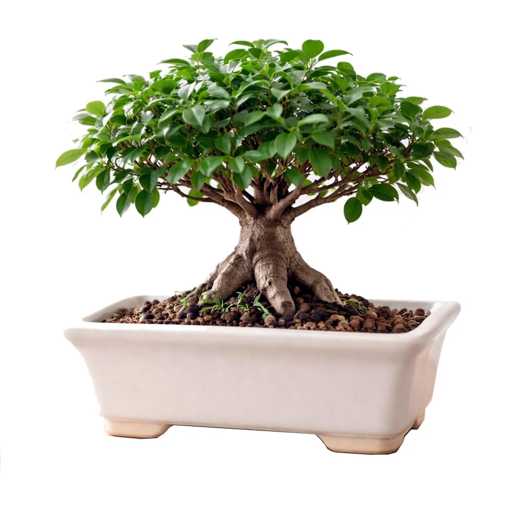 Rectangular Ceramic Bonsai Pot with Drainage Holes | Premium Glazed Planter | Indoor & Outdoor Mini Bonsai Tray Pot | Cream White-image-24