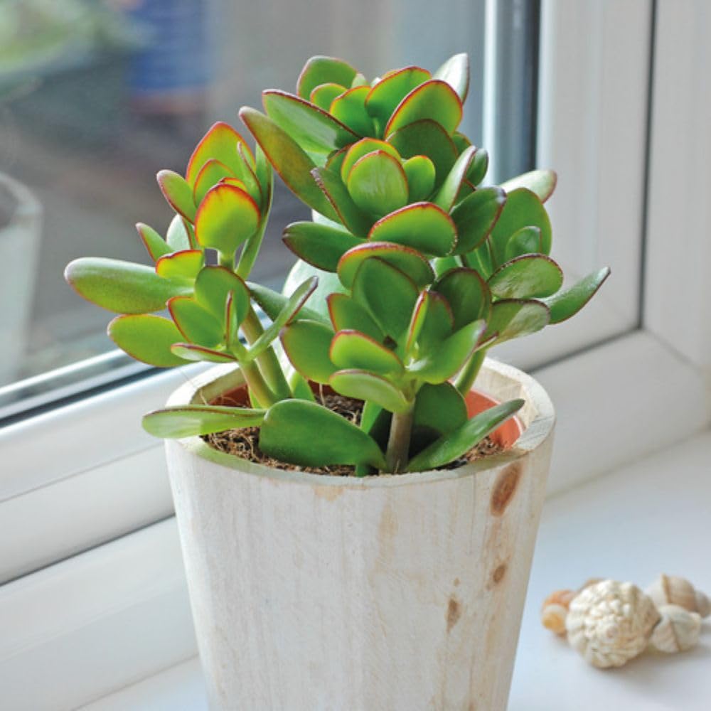 1 x 12cm Pot - Crassula Ovata β Jade Plant Succulent, Easy-Care Indoor Houseplant with Fleshy Green Leaves & Red-Brown Edging, by Thompson and Morgan