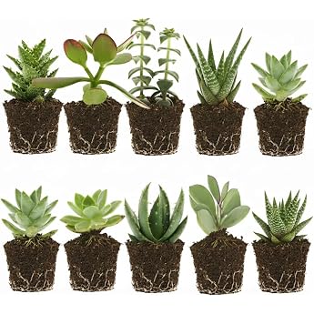 Mini Succulent Plant Set 20 Pieces Small Indoor Plants Diameter 6 cm Height Approx. 10-15 cm Easy-Care Succulents for Decoration Terrarium