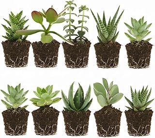 VdVelde - Mini Sukkulenten Set 10 Stück - Kleine Zimmerpflanzen Ø6 cm, Höhe ca. 10-15 cm - Pflegeleichte Sukkulenten für Deko, Terrarium