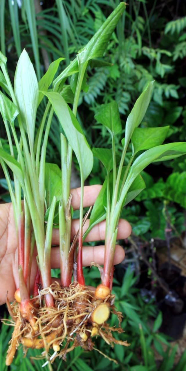 Fingerroot Ginger Live Plant - Finger Root Starter Plant 4-6 inches - Chinese Keys - Chinese Ginger - Krachai Herb Plant, Green