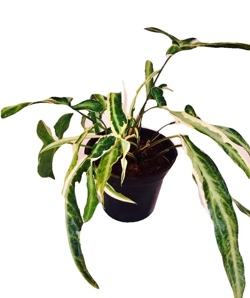See full amazon price history chart for The Four Seasons Syngonium Starlite Rare Natural Live Plant in Pot The Four Seasons Syngonium Starlite Rare Natural Live Plant in Pot (B07FB97QNG) Amazon Price History, Amazon Price Tracker