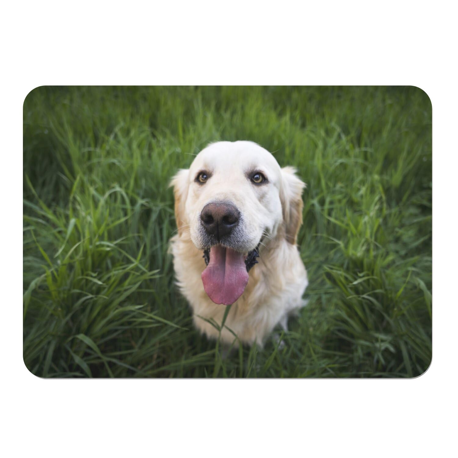 Napperons Labrador blanc pour égayer vos repas de famille en lot de 4