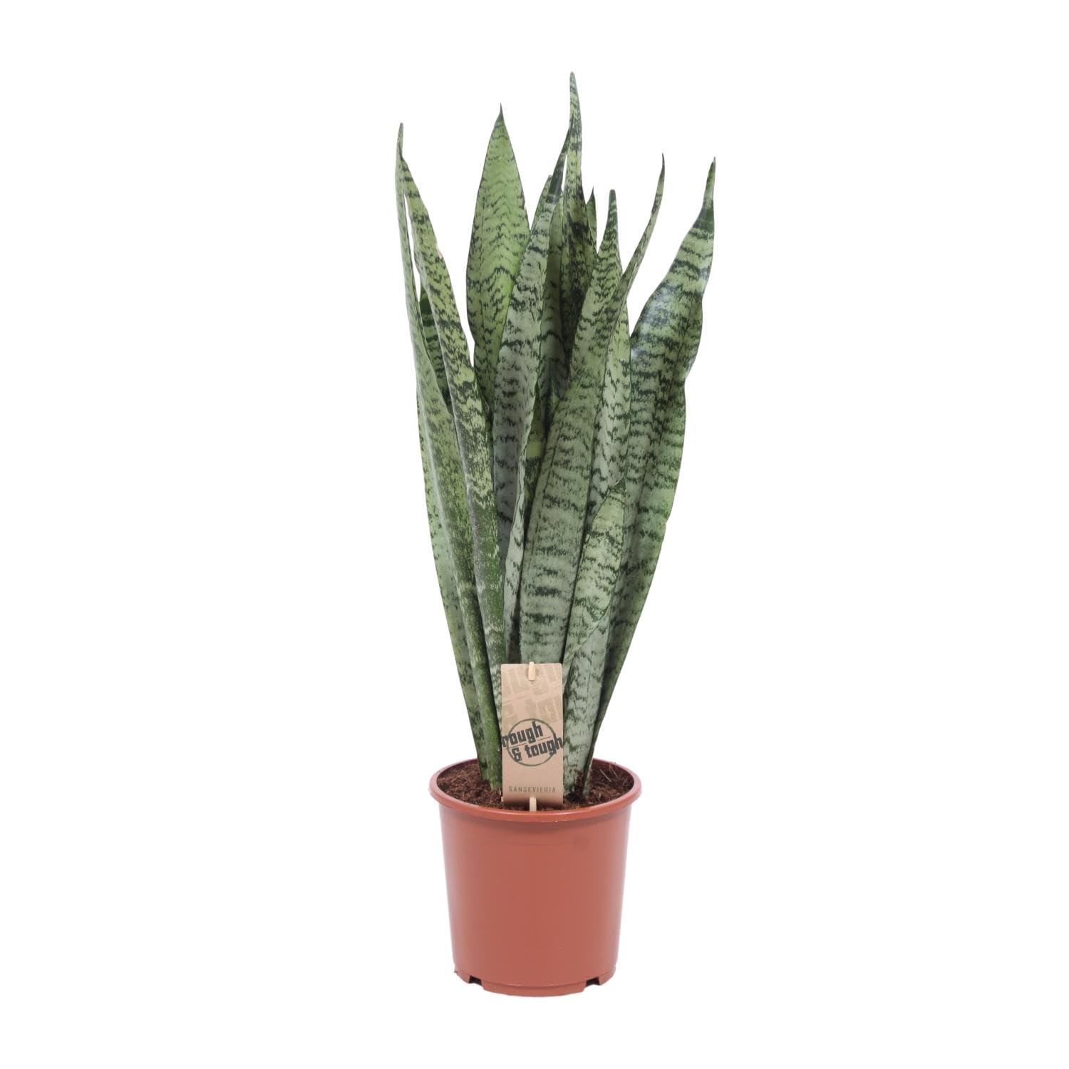 Sansevieria Zeylanica - 50-60cm - Ø17cm - Pianta d'appartamento - Sempreverde - Cactus e piante grasse