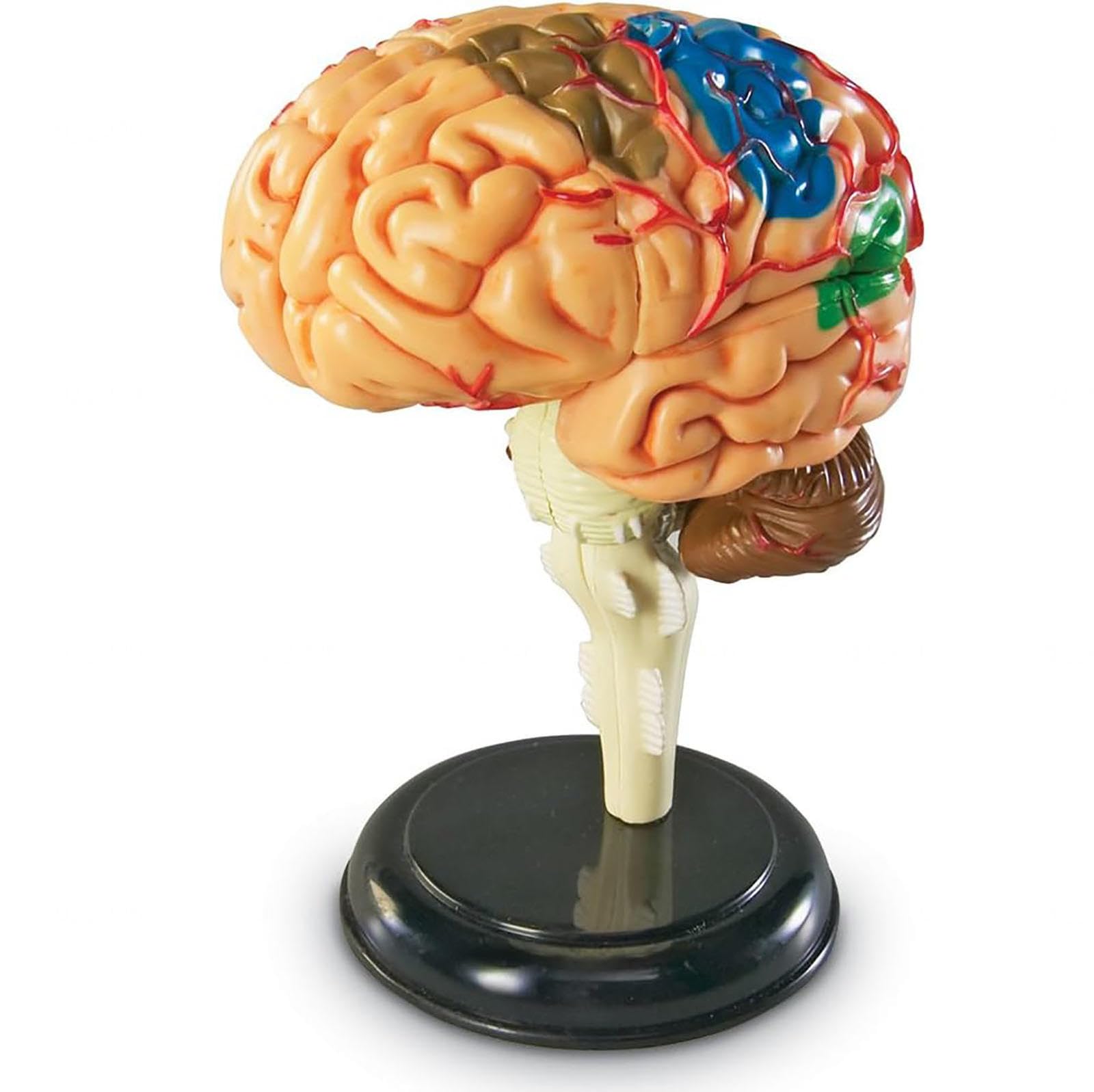 脳の模型 Amazon.co.jp: [シャンディニー] 脳模型 脳解剖モデル 4D