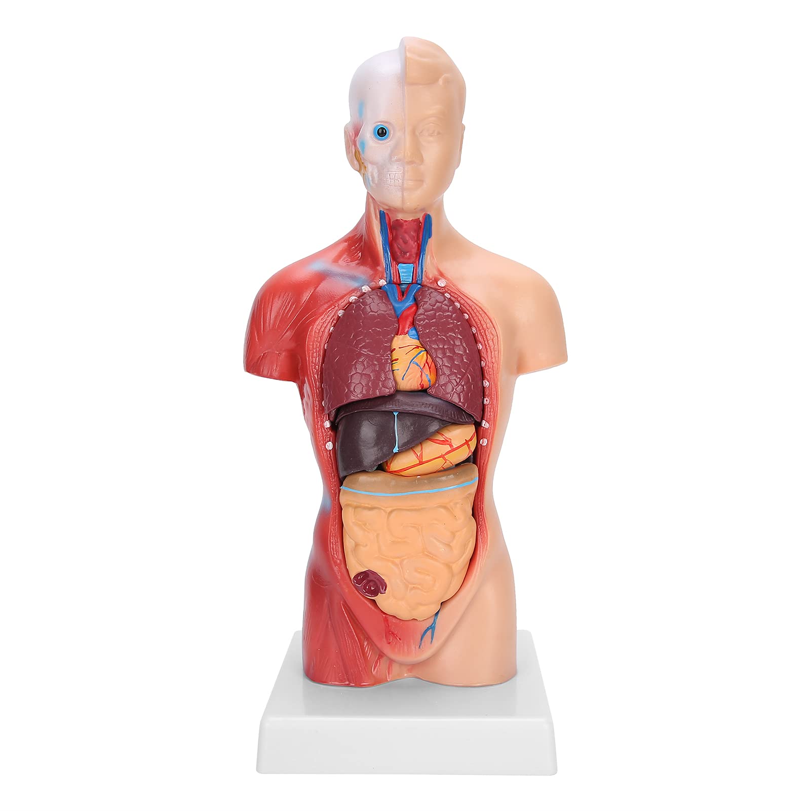 TOPINCN Modelo de Torso Humano de órganos Internos Desmontables para Conocimiento de la Salud Física, Mejora la Comprensión de Las Funciones Corporales, Ideal para la Enseñanza Escolar, PVC de 28 Cm