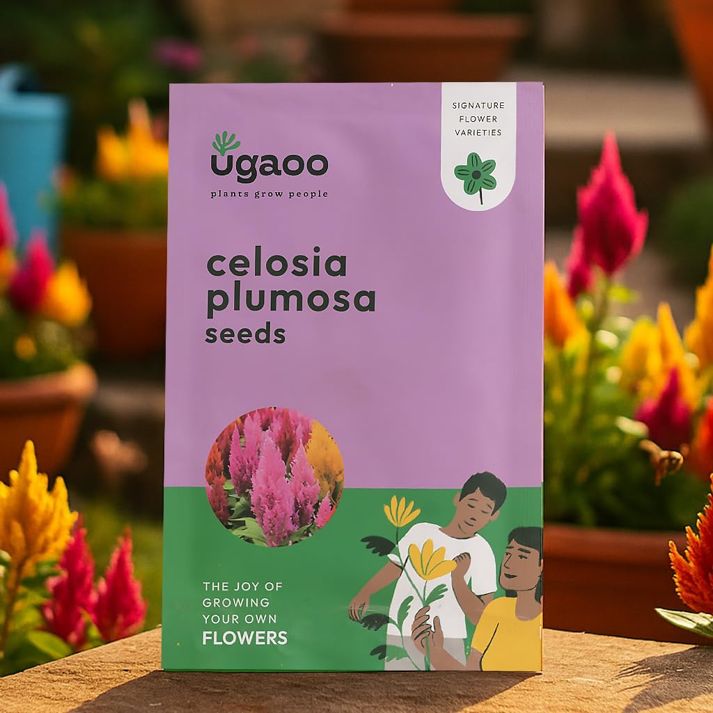 UGAOO Celosia Plumosa Flower Seeds (Multicolour, Pack of 200)