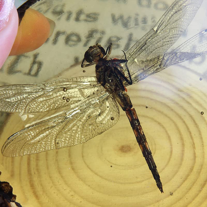 Amazon.com: Ximimark 1 PCS Beautiful Amber Dragonfly Fossil