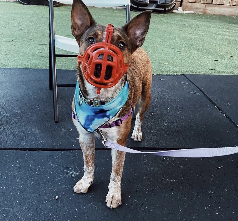 Image of Mayerzon Dog Muzzle, Breathable Basket Muzzles for Small, Medium, Large and X-Large Aggressive Dogs Beagle German Shepherd Doberman, Cage Mouth Guard Stop Biting Chewing for Grooming Training