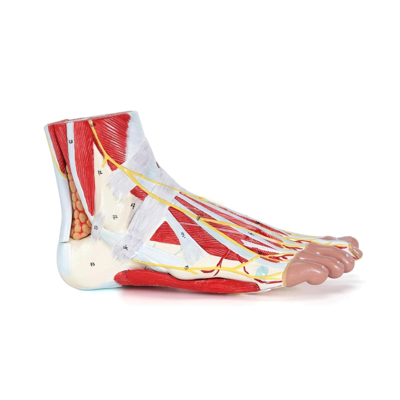 YNIYUJKL Human Foot Anatomy Model Removable 9 Parts Organ Model Bones Muscles Neurovascular Ligament Of Foot Joint Model For Teaching