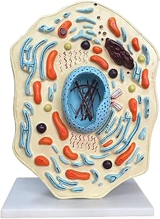Animal Cell Template - Anatomical Cell Anatomy - Medical Education Enlarge The Animal Cell modeluseful SaiFei