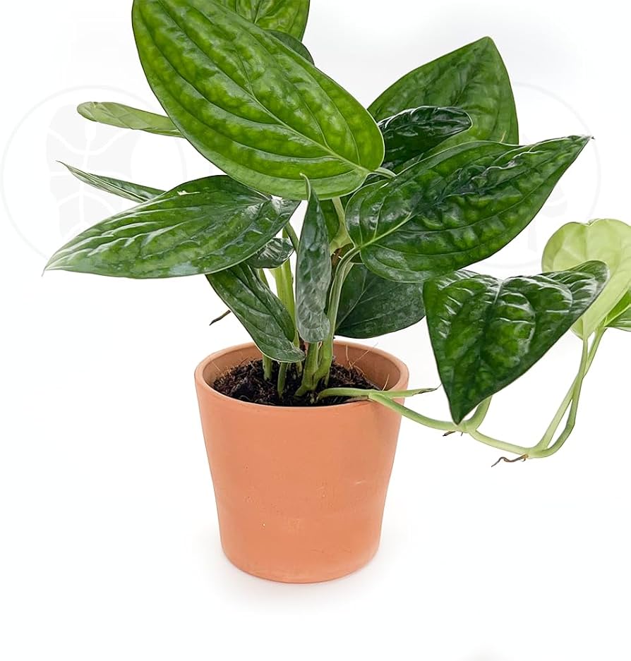 Is Monstera Low Maintenance? Discover the Surprising Truth