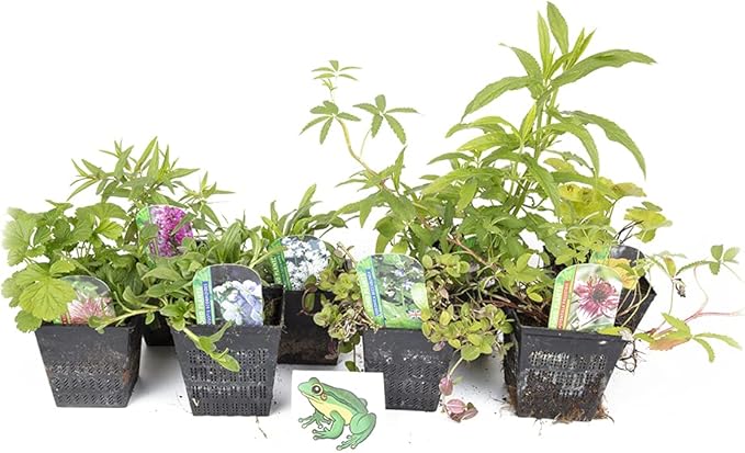 Image Lincolnshire Pond Plants Frog Marginal 8 Pack Potted