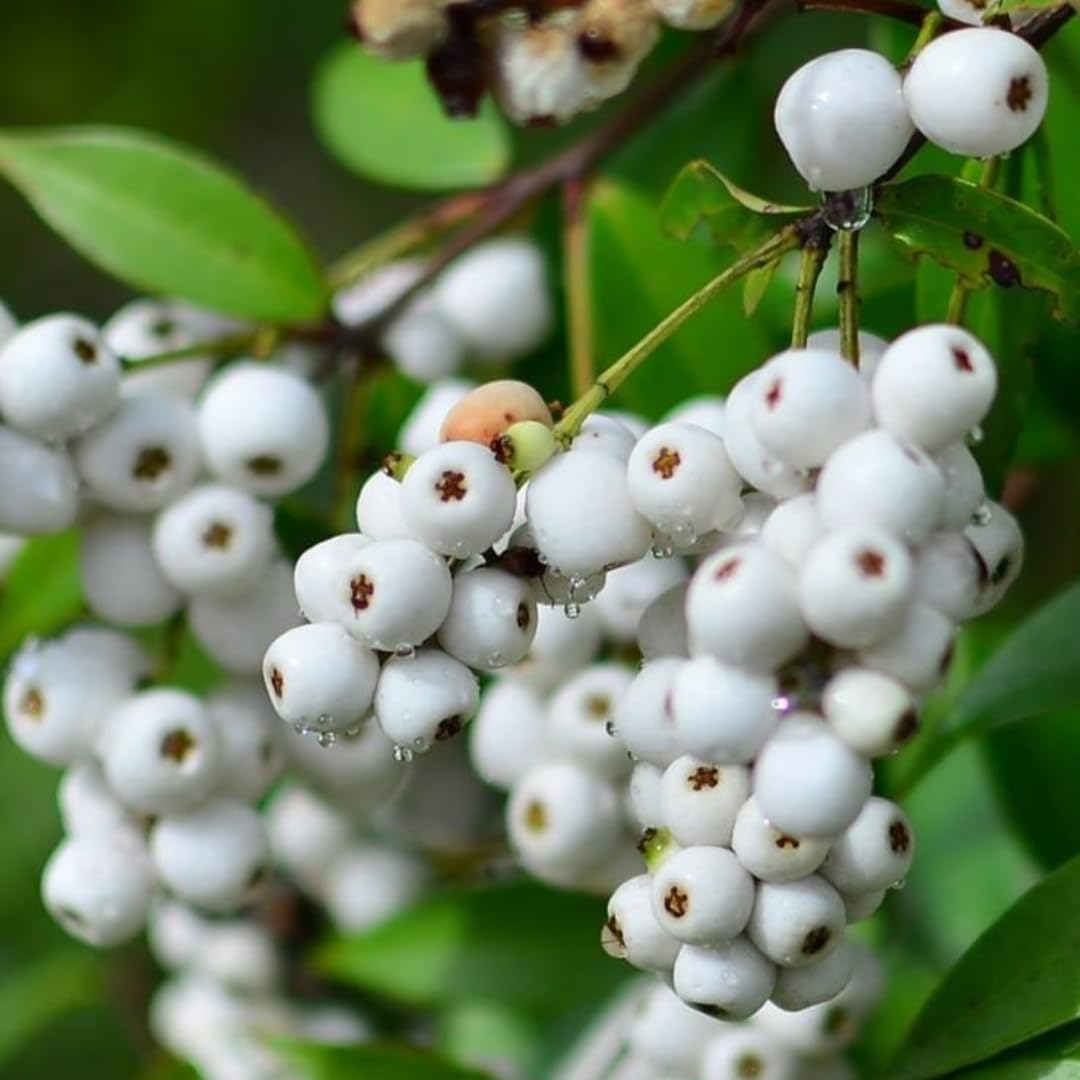 See full amazon price history chart for M-Tech Gardens Cats Eye Fruit Plant (Syzygium zeylanicum, Hybrid) Cat Fruit Exotic 1 Live Fruit Plant M-Tech Gardens Cats Eye Fruit Plant (Syzygium zeylanicum, Hybrid) Cat Fruit Exotic 1 Live Fruit Plant (B09MKZ9M1D) Amazon Price History, Amazon Price Tracker