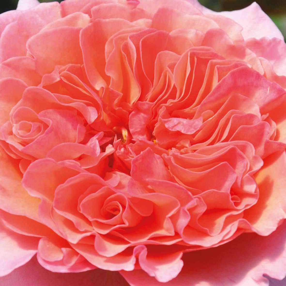 Stammrose 'Käthchen von Heilbronn'®, Edelrose, Stammhöhe 60cm, Topf 7,5 Liter
