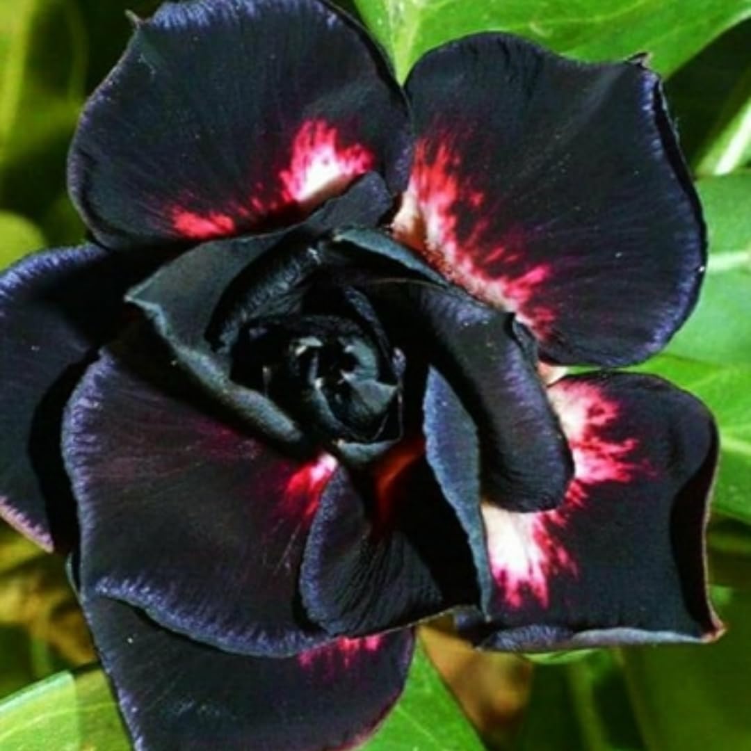 M-Tech Gardens Hybrid Adenium " BLACK BEACON " Desert Rose Flower Seeds (10 Seeds Pack) (B0D1RLSSL6) Amazon Price History, Amazon Price Tracker