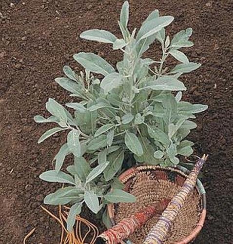 50 semi di Salvia Bianca difficili da trovare