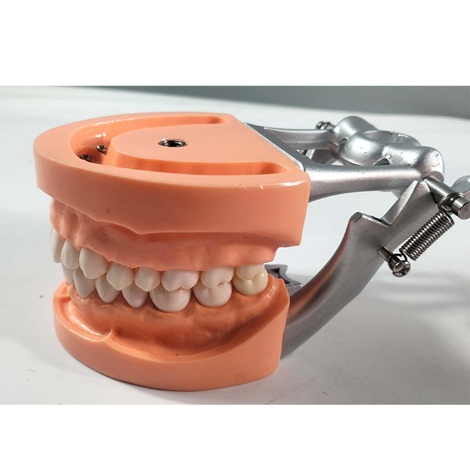 Modèle de préparation Dentaire Amovible Porte-mâchoire gingivale Souple Modèle de préparation de 32 Dents pour la Pratique des implants dentaires