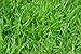 Cultivalley nitrato Sulfato amonio de 1 kg N26 Fertilizante de césped Profesional...