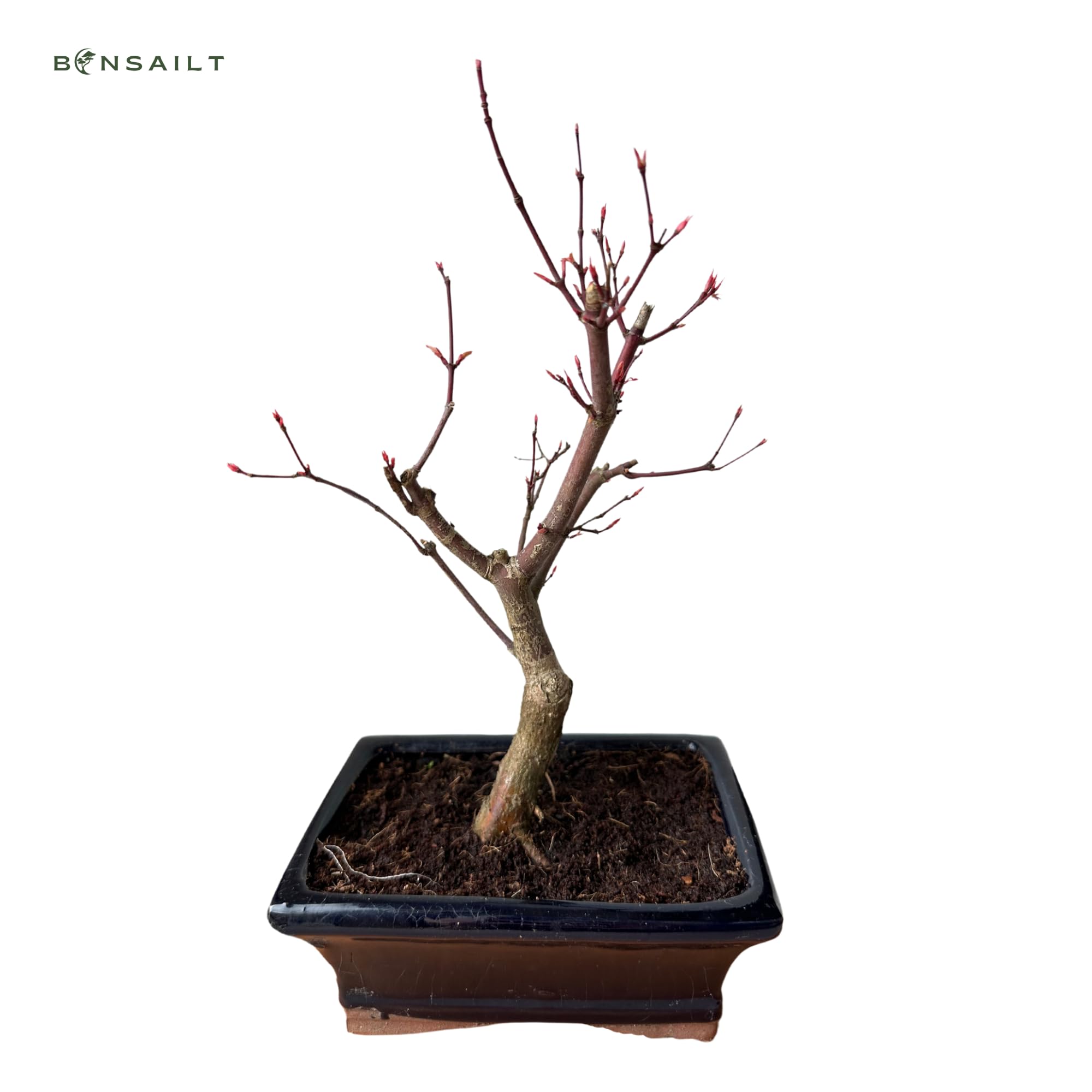 Bonsai DE - Bonsai baum Japanischer Fächerahorn - Acer (Ahorn) bonsai bäume/Japanische Ahorne/baum ist 25-30 cm hoch (Deshojo P15)