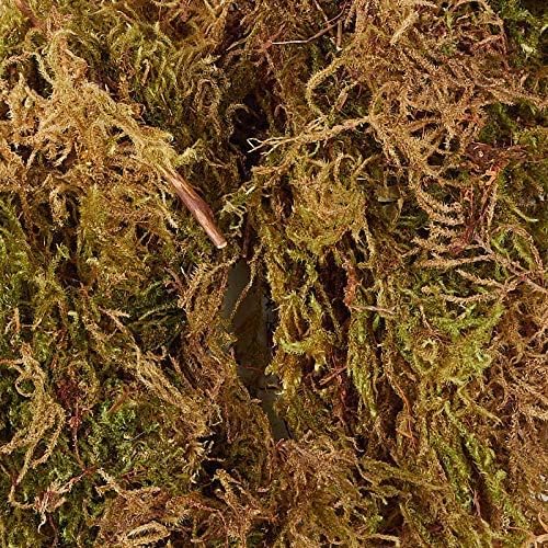 See full amazon price history chart for PHAGNUM Moss - Best for Orchid Potting Media - HIGH Water Holding Capacity Potting Mixture (1 kg, Cake) Potting Mixture PHAGNUM Moss - Best for Orchid Potting Media - HIGH Water Holding Capacity Potting Mixture (1 kg, Cake) Potting Mixture (B0CGP5MN1Q) Amazon Price History, Amazon Price Tracker