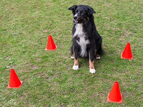 NATIV Obedience Set, Trainings-Set für Hunde, Agility-Set, Hundesport