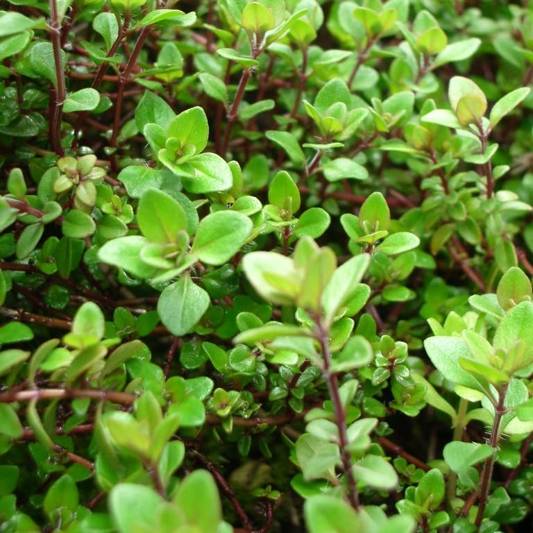 クリーピングタイム　根付き苗　分割10苗 クリーピングタイム 根付き苗 分割10苗 クリーピングタイム 根付き苗