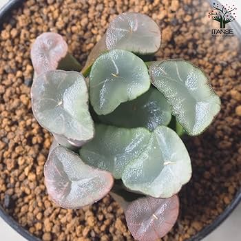 Amazon.co.jp: ハオルチア(赤)・紫鏡 2.5号鉢【品種で選べる多肉