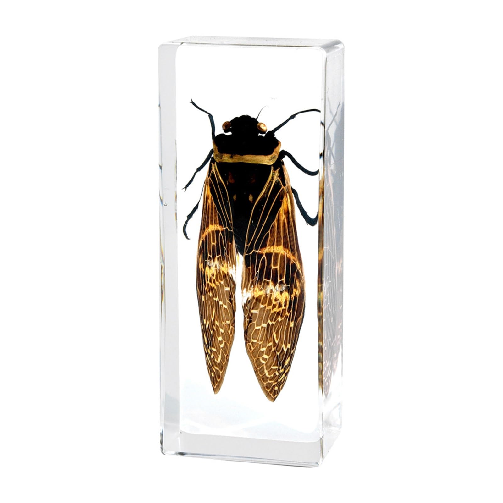 ALMASI Insect specimens,Real Specimens of Various Insect Made of Resin, Used for Science Classroom Science Education Animal Specimens, Bug Preserved,Oddities, Biology(Cicada)