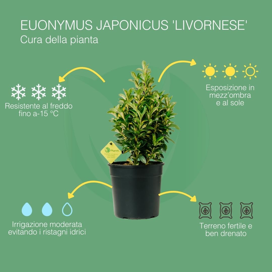 EUONYMUS JAPONICUS Arbusto sempreverde da esterno, vaso da 19 cm. Piante vere da giardino e terrazzo con foglie variegate. 6 mesi di concimazione inclusi. Idea regalo pianta da esterno (Kathy).