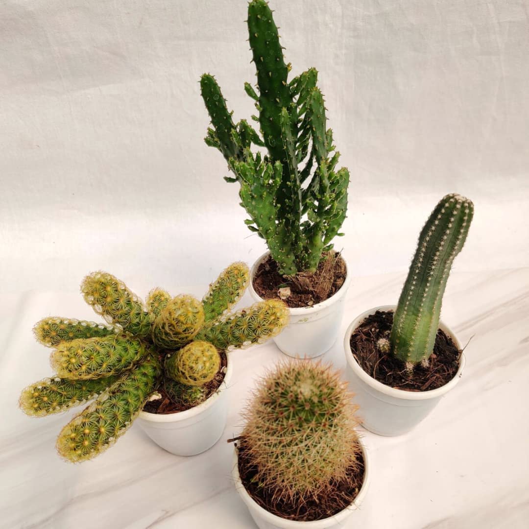 CAPPL Low Maintenance NonGrafted Indoor Live Plant Cactus Plant with