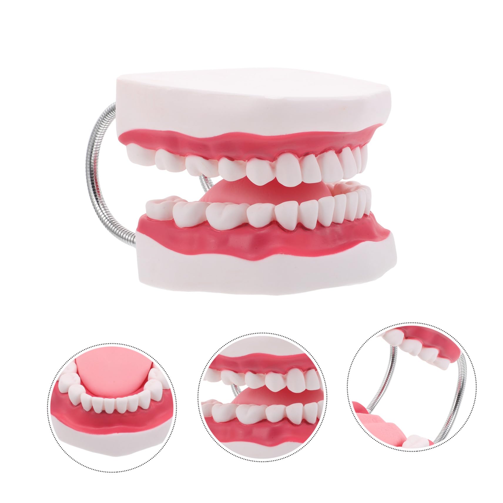 Modello Dentiera Ingrandito Lingua e Gengive per Pratica e Didattica Riproduzione Realistica Bocca Umana Portatile e Resistente per Studio Odontoiatrico e Formazione