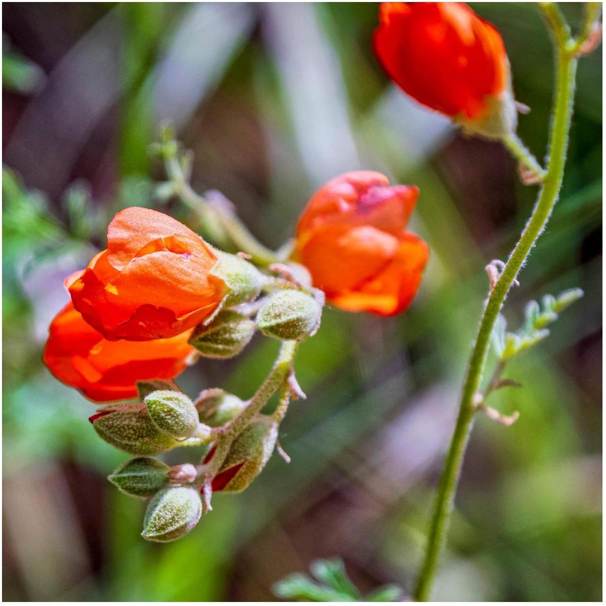 Everwilde Farms - 1/4 Lb Gooseberryleaf Globemallow Native Wildflower Seeds - Gold Vault