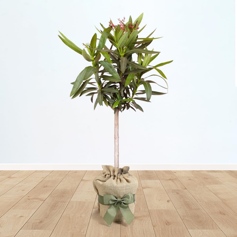 YouGarden Oleander 'Shades of Pink' Standard in 18cm Pot, 80-110cm Tall, Gift Wrapped in Brown Hessian Bag with Green Fabric Bow, Ready to Plant