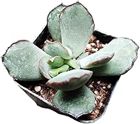 Vista 1 de Plantas de cactus suculentas vivas raras (cotiledón en maceta de 2 pulgadas 'Choco Line')