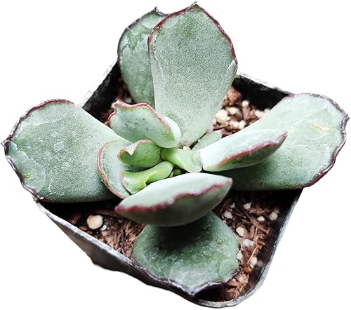 Vista 3 de Plantas de cactus suculentas vivas raras (maceta de 2 pulgadas Delosperma echinatum - Planta de pepinillo)