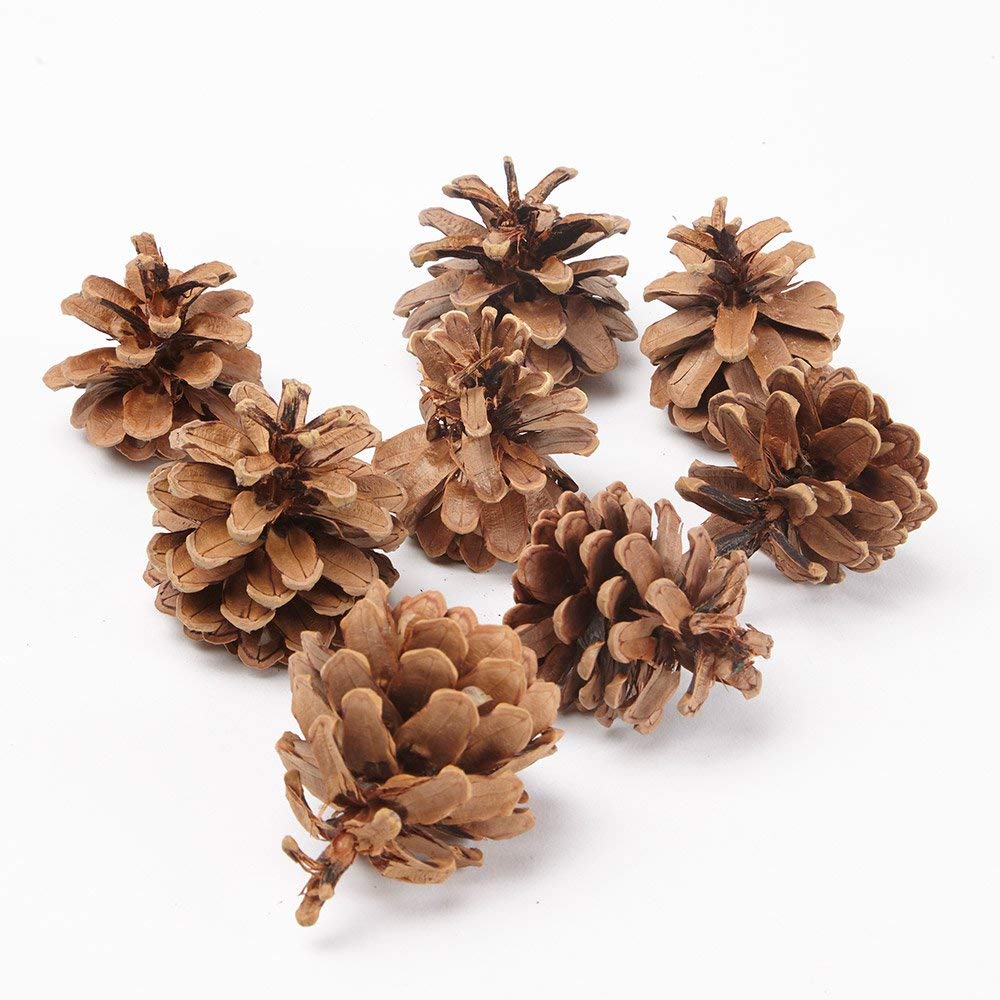 Smithers Oasis Austriaca Florist Fir Pine Cones Natural (Austriaca Pine Cones, 1kg)