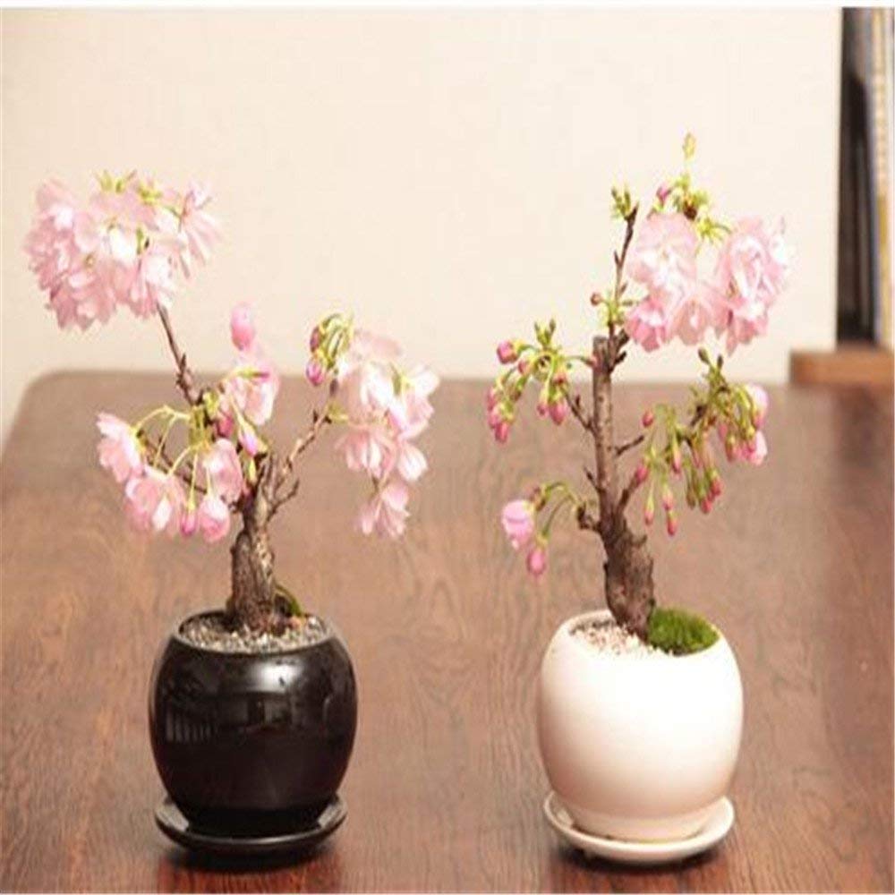 25 Sakura Weeping Cherry Tree Seeds - Perennial Flowering Tree, Outdoor Garden, USA Shipping