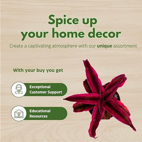 Miniatura 6 de BubbleBlooms Cryptanthus Bivittatus en una maceta de 2 pulgadas, pequeña planta pequeña de Pixie, rosa brillante