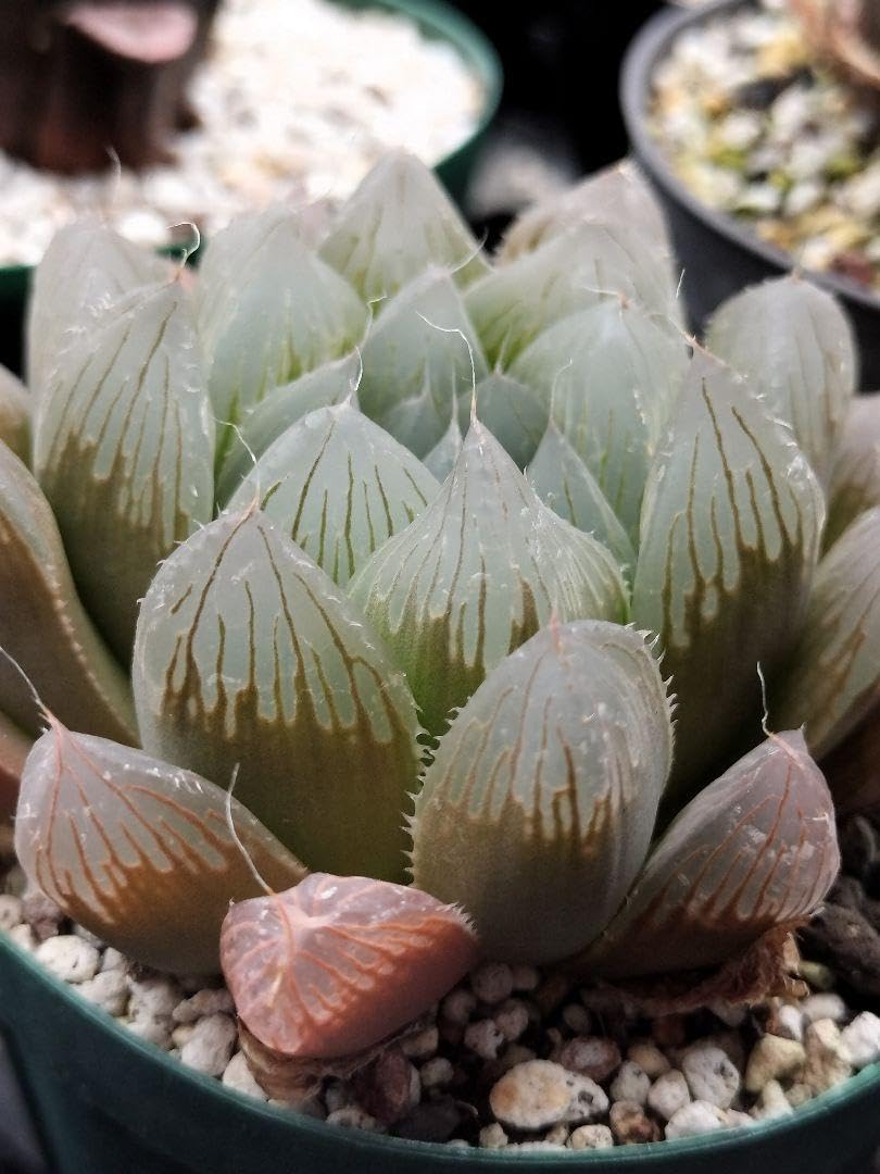 【激安】オブツーサ ブルーレンズ　大株・小粒　鉢付き植えたまま　極上品　高級 2025年最新】ブルーレンズ ハオルチアの人気アイテム - メルカリ