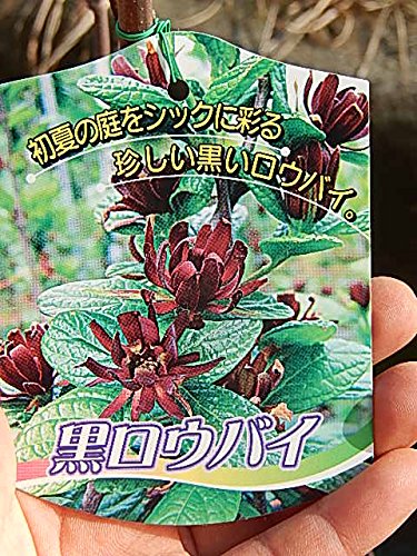 Amazon | 黒花ロウバイ 黒蝋梅花植木苗 地植え苗 1本接ぎ木苗花木苗 | 植木