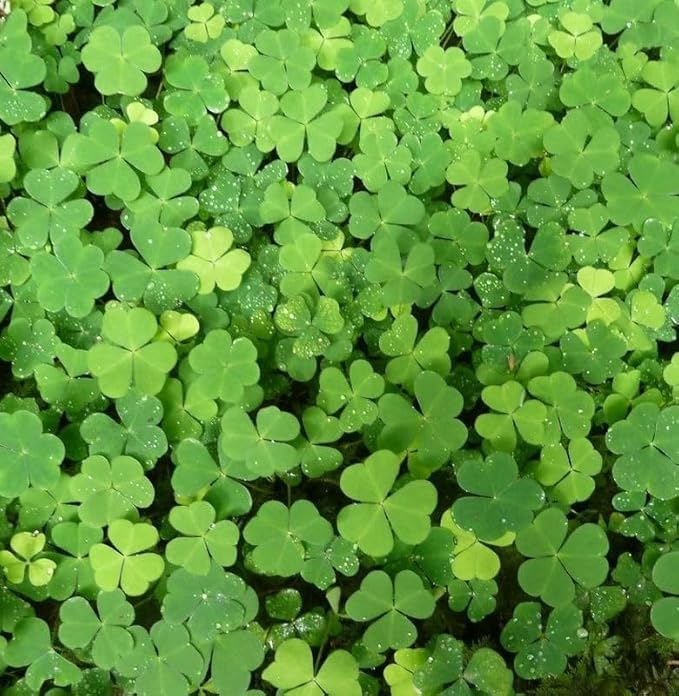 Daun Semanggi - Marsilea crenata Presl Dried Leaf (600 gram)