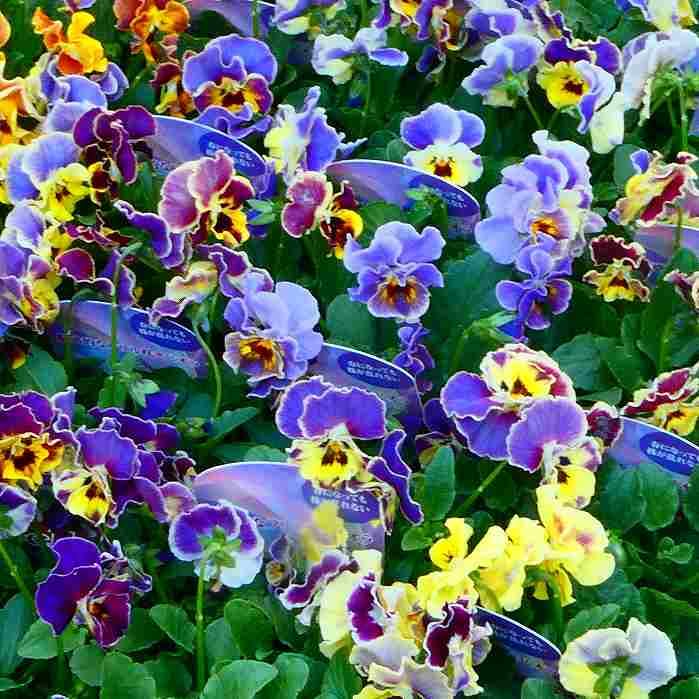 Amazon.co.jp: ビオラ 苗 フリル咲き イザベラ ソワレ 花色お任せ 3.5