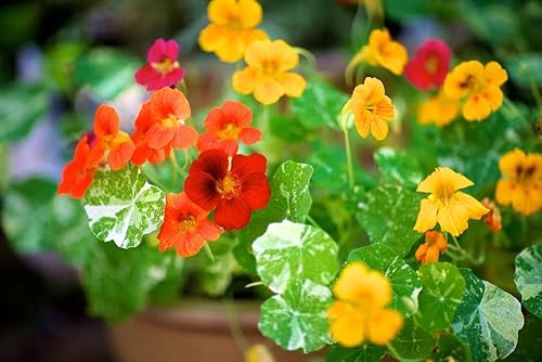 Miniatura 5 de Nasturtium Alaska Mix - Semillas de flores para plantar, más de 50 semillas por paquete, semillas de jardín de Isla (semillas de jardín de Isla),