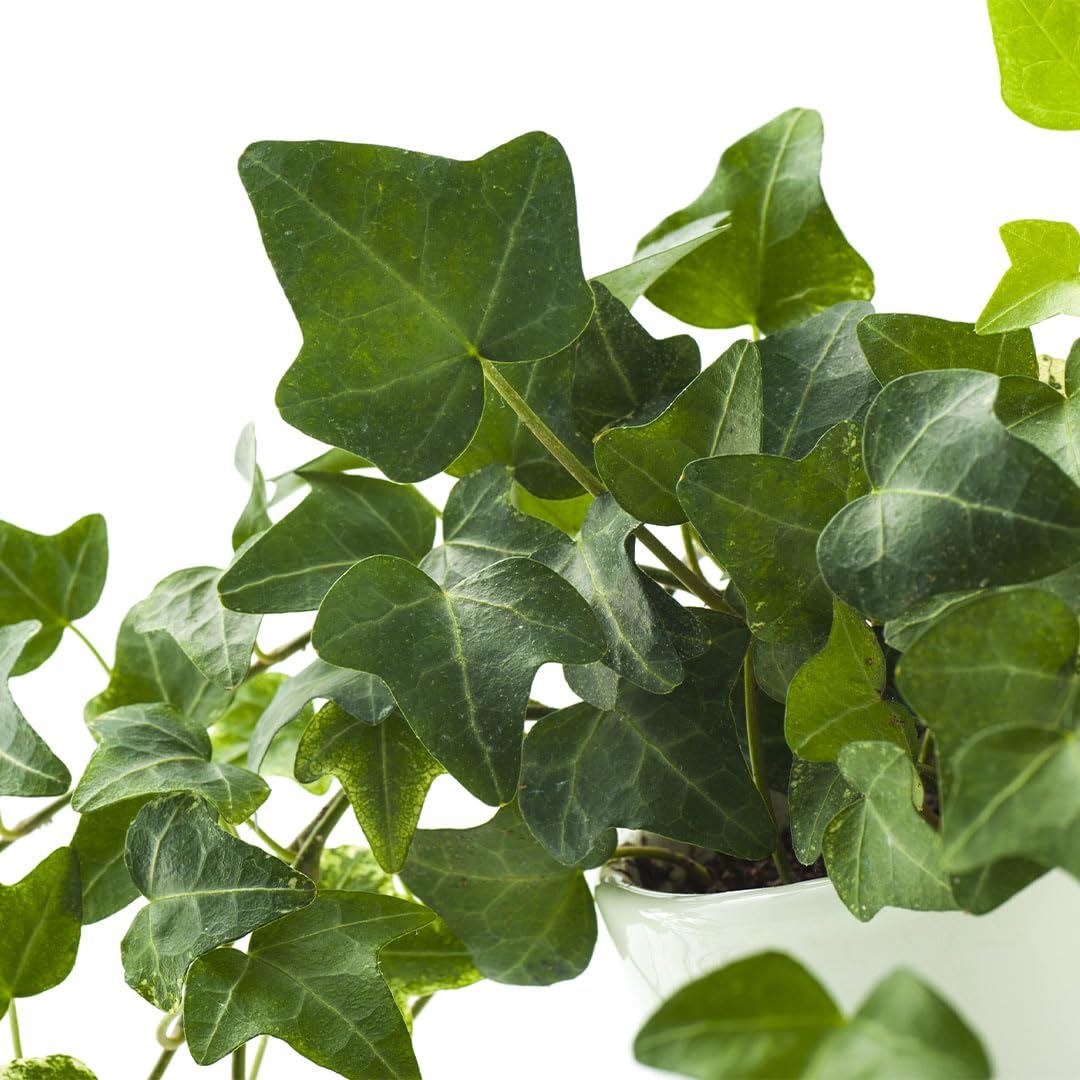 Amazon.com : American Plant Exchange English Ivy Bundle, 2 Pack 4