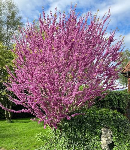 BALDUR Garten Cercis 'Avondale', Judasbaum,1 Pflanze, Ziergehölz, Wuchshöhe ca. 200-400 cm, rosa Blütenmeer im Frühling, Magnet für Bienen & Schmetterlinge, pflegeleicht, mehrjährig - winterhart